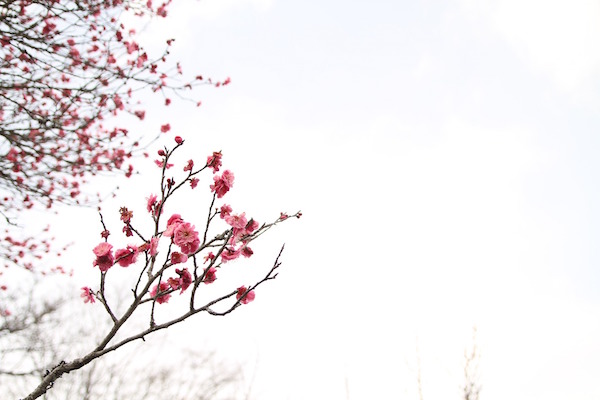 Reiki Liebesruf